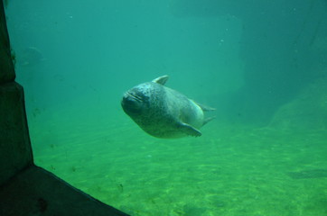 Harbor seal (Phoca vitulina)