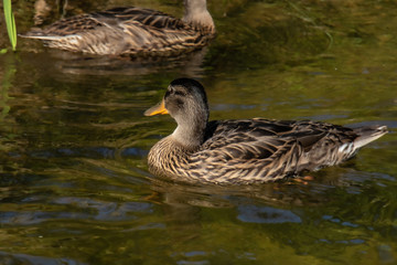 A duck floats on the surface of a stream