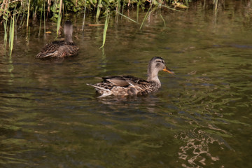 A duck floats on the surface of a stream