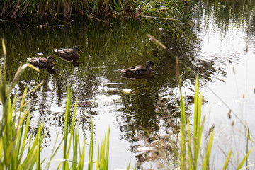 Group of wild ducks at the pond