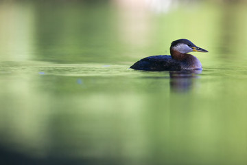 A adult red-necked grebe (Podiceps grisegena) swimming and foraging in a city pond in the capital city of Berlin Germany.