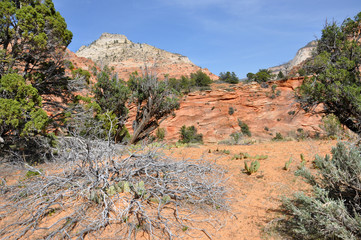 Zion canyon nationalpark in utah americas south west