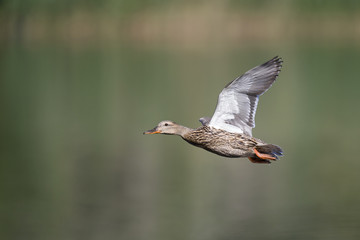 A female mallard duck (Anas platyrhynchos) flying with full speed at a lake in the centre of Berlin Germany. 