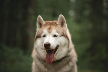 Portrait of adorable and beautiful dog breed siberian husky sitting in the green forest.