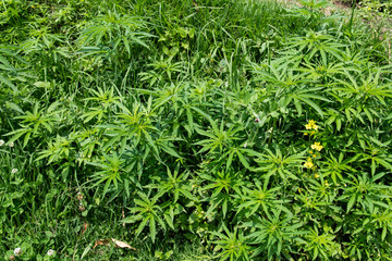 Wild hemp, marijuana plant growing in the mountains around Kathmandu in Nepal.