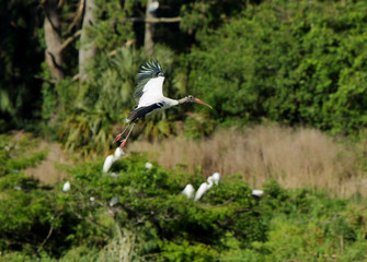 One wood stork gliding in preparation for landing