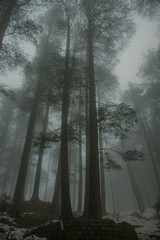 Fog in the forest at Patnitop hillstation