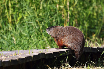 The groundhog (Marmota monax), also known as a woodchuck, american rodent