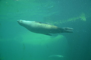 Harbor seal (Phoca vitulina)