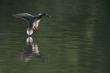 A female mallard duck (Anas platyrhynchos) landing with full speed in a lake in the cirty Berlin Germany. Just before touching down with its legs first in water.