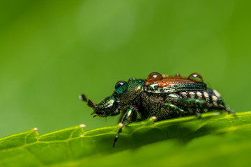 Closeup of an insect in the garden