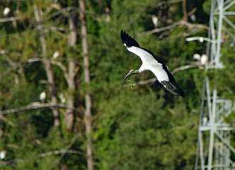 One wood stork flying with a twig