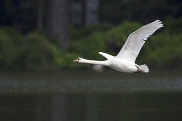 An elegant mute swan (Cygnus olor) flying in highspeed in a lake in the city Berlin Germany.