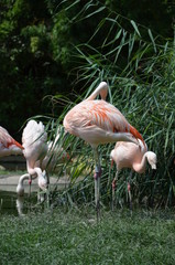 Beautiful group of flamingos with their long necks