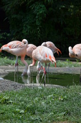 Beautiful group of flamingos with their long necks