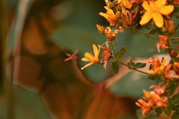 schwebfliege an der blüte des johanniskraut 