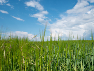 Spring landscape. Green field, blue sky and white clouds.