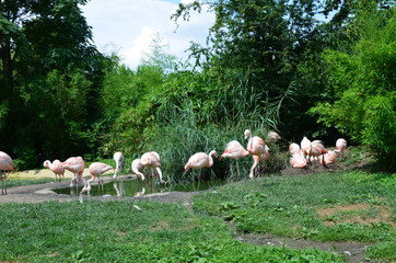 Naklejka premium Beautiful group of flamingos with their long necks