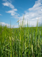 Spring landscape. Green field, blue sky and white clouds.
