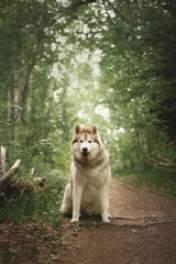 Portrait of free and beautiful dog breed siberian husky sitting in the green forest.