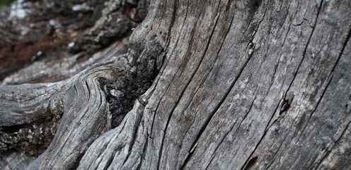 weathered old trunk with dramatic shapes and veins