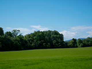 Spring landscape. Green field, blue sky and white clouds.