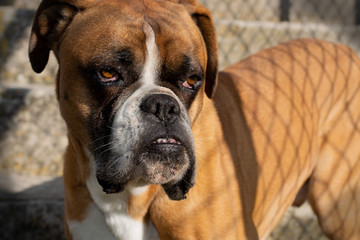 Perro raza Boxer