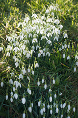Fototapeta premium Snowdrops on a sunny spring day.