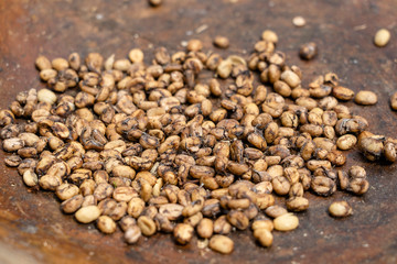 Luwak coffee, unclean coffee beans, closeup. Kopi luwak is coffee that includes part-digested coffee cherries eaten and defecated by the Asian palm civet. Island Bali, Ubud, Indonesia