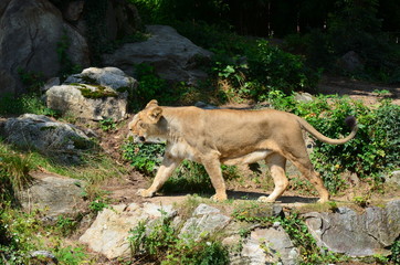 Lion in the zoo of Frankfurt
