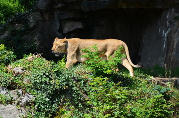 Lion in the zoo of Frankfurt