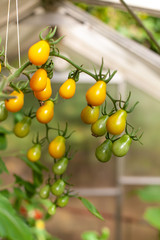 Gelbe Tomaten aus dem Gewächshaus Bioanbau eigenen Anbau