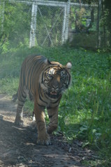 Siberian tiger (Panthera tigris altaica)
