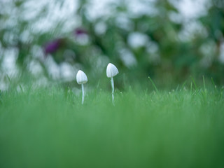 Two white mushrooms in grass. 