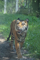 Siberian tiger (Panthera tigris altaica)