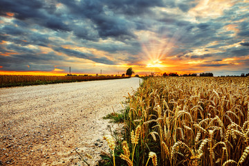 Rural road next to a field of rye in the harvest season at sunset