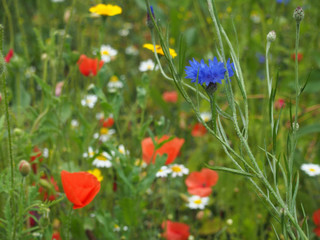 a cornflower plant growing with other wildflowers in a summer grass meadow