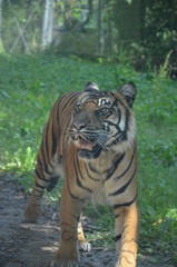 Siberian tiger (Panthera tigris altaica)