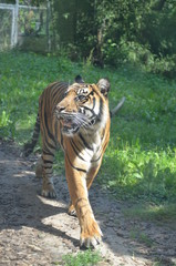 Siberian tiger (Panthera tigris altaica)