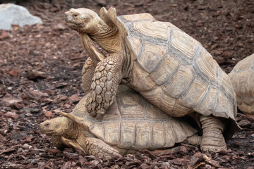 Obraz premium Breeding Giant tortoises