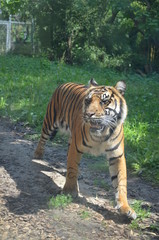 Siberian tiger (Panthera tigris altaica)