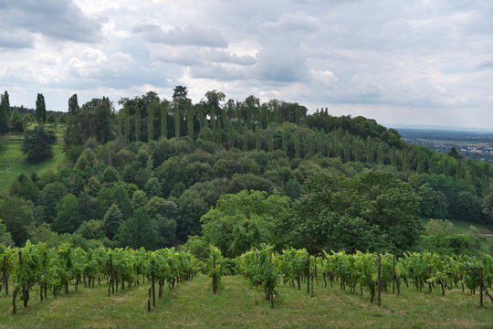 Zedern im Odenwald