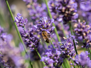 Bee on lavender. Lavender closeup. Lavender background. 