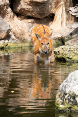 Sitatunga or marshbuck (Tragelaphus spekii) a swamp-dwelling antelope found in central Africa