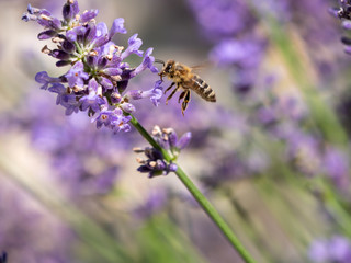 Bee on lavender. Lavender closeup. Lavender background. 