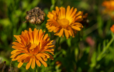 African flowers in green grass with orange blooms