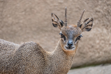 Klipspringer (Oreotragus oreotragus), a small sturdy antelope found in rocky terrain in eastern and southern Africa.