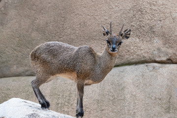 Klipspringer (Oreotragus oreotragus), a small sturdy antelope found in rocky terrain in eastern and southern Africa.