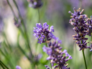 Bee on lavender. Lavender closeup. Lavender background. 