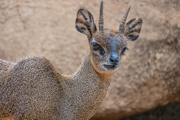 Klipspringer (Oreotragus oreotragus), a small sturdy antelope found in rocky terrain in eastern and southern Africa.